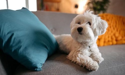 Dedetização com animais em casa: como fazer com segurança