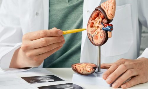 Rins Saudáveis, Vida Longa: Dicas para Manter a Função Renal em Dia